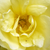 Żółty  - Stare róże ogrodowe - Rosa Harisonii